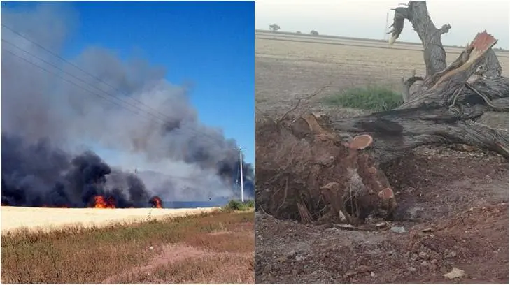 Quema de gavilla en Etchojoa y tala de árboles muy viejos en Huatabampo: Expreso 24/7