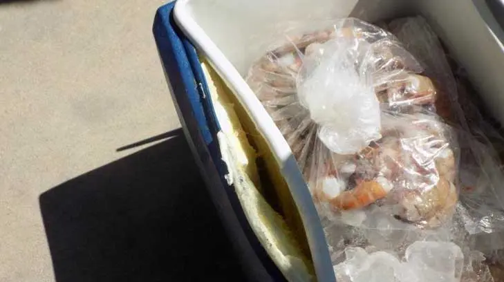 Adulto mayor ocultó narcóticos en hielera de mariscos