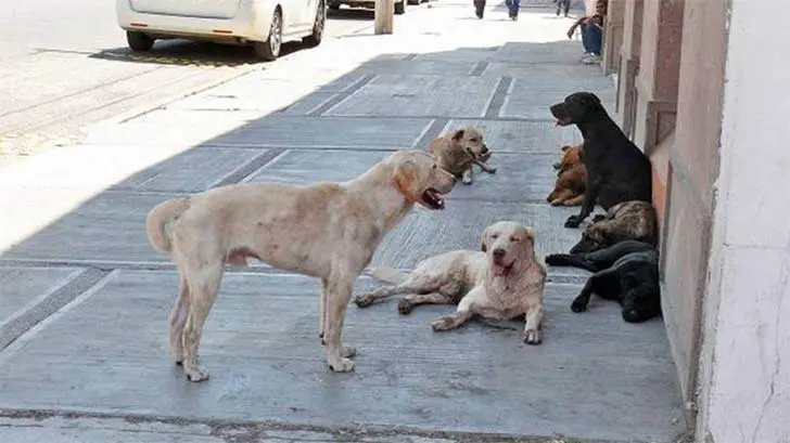 Colectivos organizan Foro para el Bienestar de Caninos y Felinos en Sonora 2022