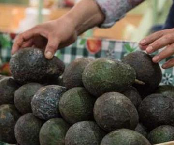 ¡Hasta 90 pesos vale el kilo de aguacate y limón!