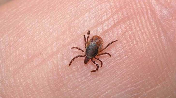 Rickettsia alcanza la letalidad más alta de los últimos años en Sonora