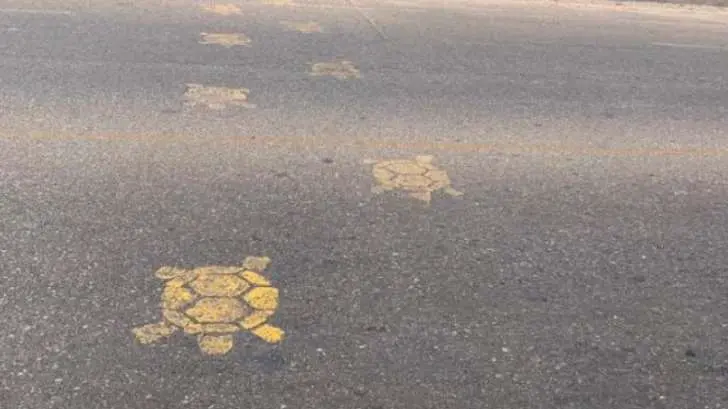 AUDIO | Reportan dos tortugas muertas y una con heridas en Bahía de Kino