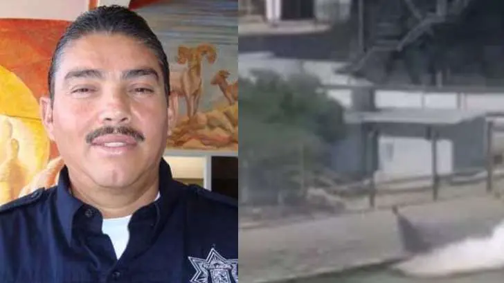Mueren 26 mascotas en Caborca y Reportan pérdidas en la Expo 2019 de Navojoa: Expreso 24/7