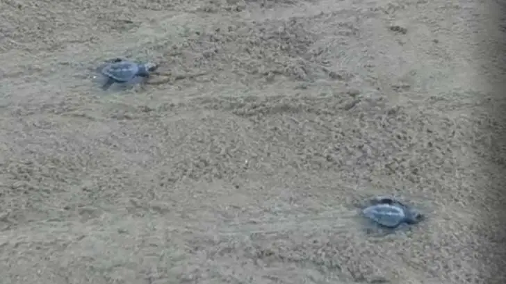 Tortugas marinas eclosionan en playa de Miramar