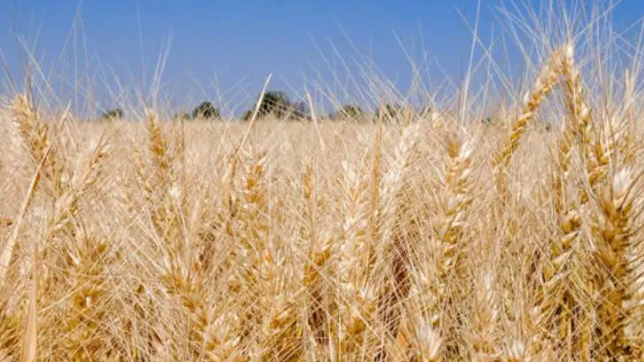 Incertidumbre de agua en presas preocupa al sector agropecuario