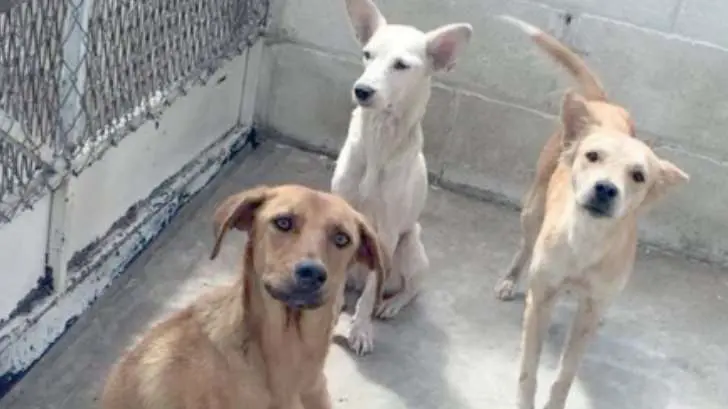 Pega el golpe de calor a las mascotas