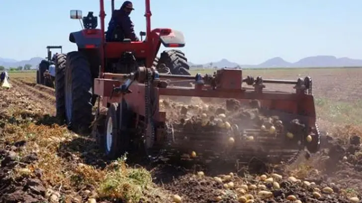 Buscando hacer durar el agua, una menor superficie se sembrará en Sonora