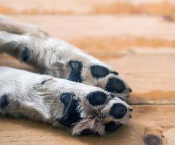 Envenenan con tortillas a tres mascotas al norte de Hermosillo