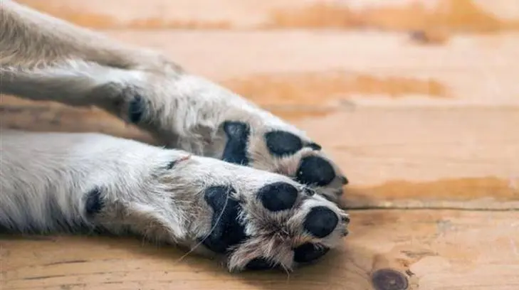 Reportan par de mascotas envenenadas en Hermosillo