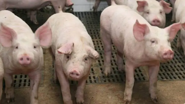 La Peste Porcina Africana es una seria amenaza para el sector en el país: Senasica