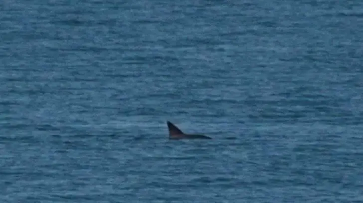 Aún hay esperanzas, avistan a 6 vaquitas marinas