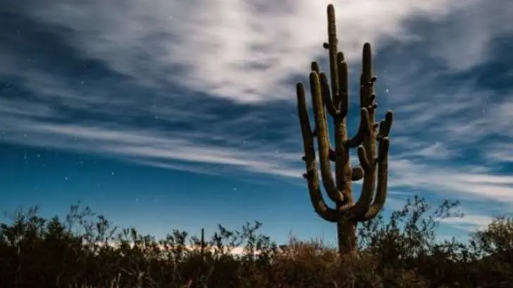 Denuncian ‘ecocidio’ entre Arizona y Sonora