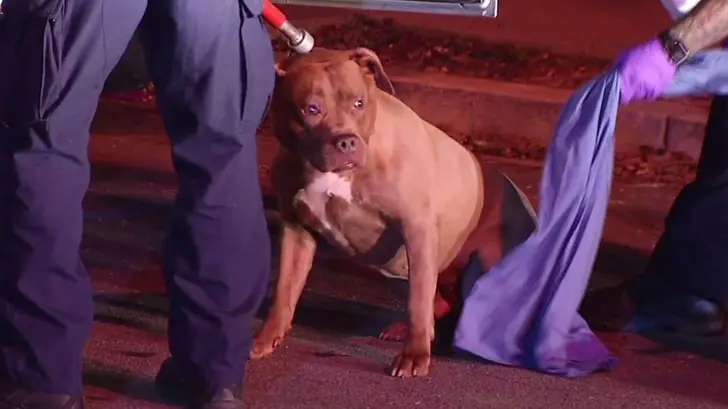 Pitbull muerde a una mujer en la colonia Terranova
