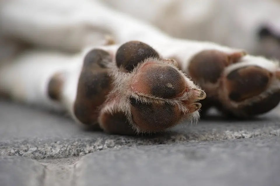 Ocho perritos fueron envenenados en Cajeme; señalan a dueño de predio agrícola