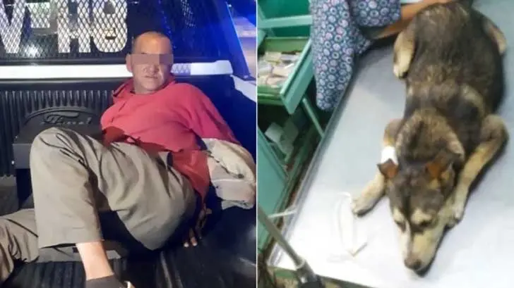 Hombre de 53 años viola a perra de 8 meses