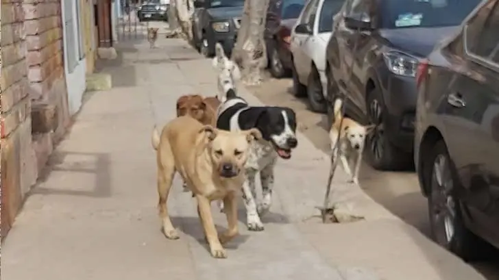 Perros atacan a dos personas en la colonia Fuentes del Mezquital