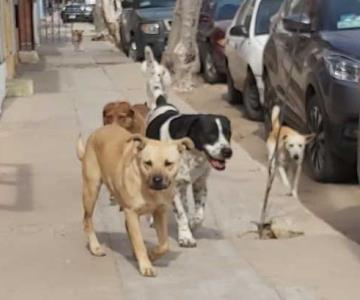 Riesgos de la sobrepoblación canina y felina en Sonora