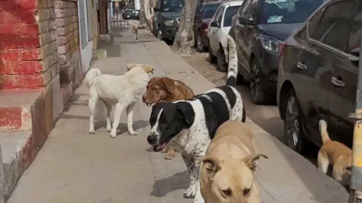 Ojo con las pulgas y garrapatas