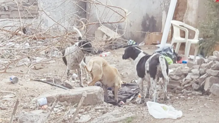El fecalismo podría convertirse en un grave problema de salud en Hermosillo