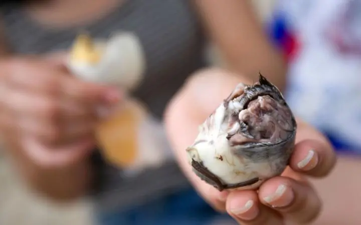 Comidas raras que tienen su origen en China