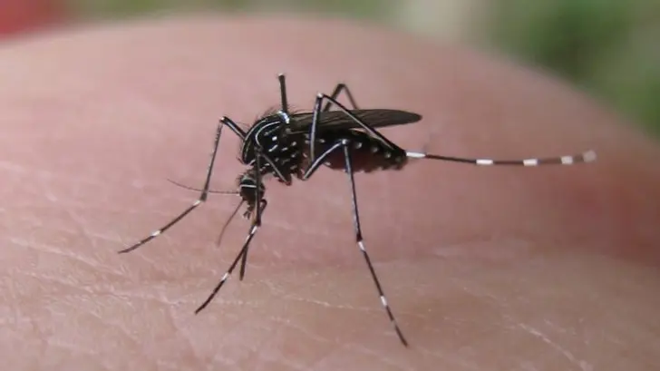 México emite alerta por fiebre amarilla