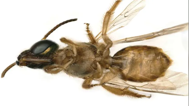 Encuentran abeja mitad macho, mitad hembra