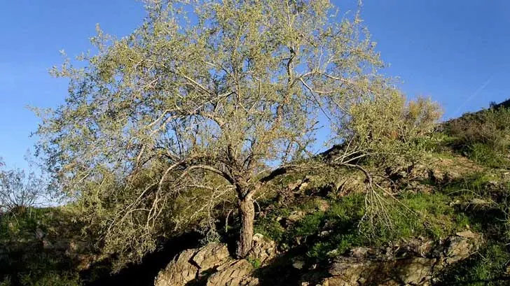 eSOS | La planta nodriza del desierto