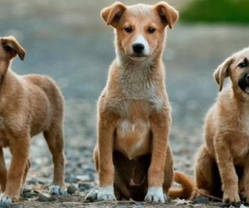 Anuncian la creación del Programa Integral de Salud Animal