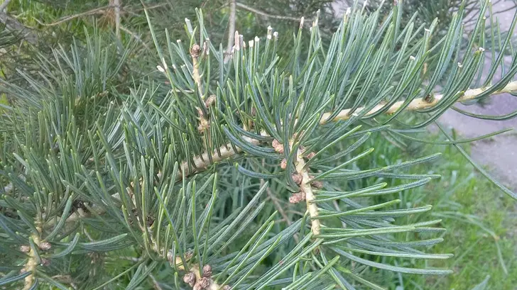 eSOS | Un abeto que aromatiza las montañas de Sonora