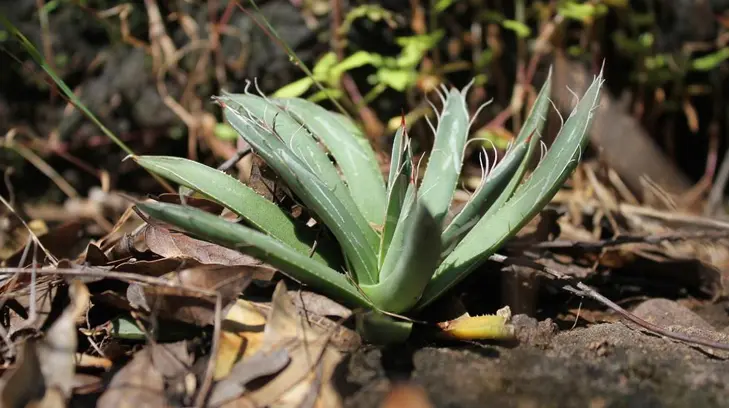 eSOS | Un maguey pequeño de clima extremoso