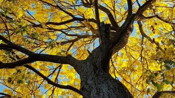 eSOS | Guayacán, el árbol sonorense de flor hermosa