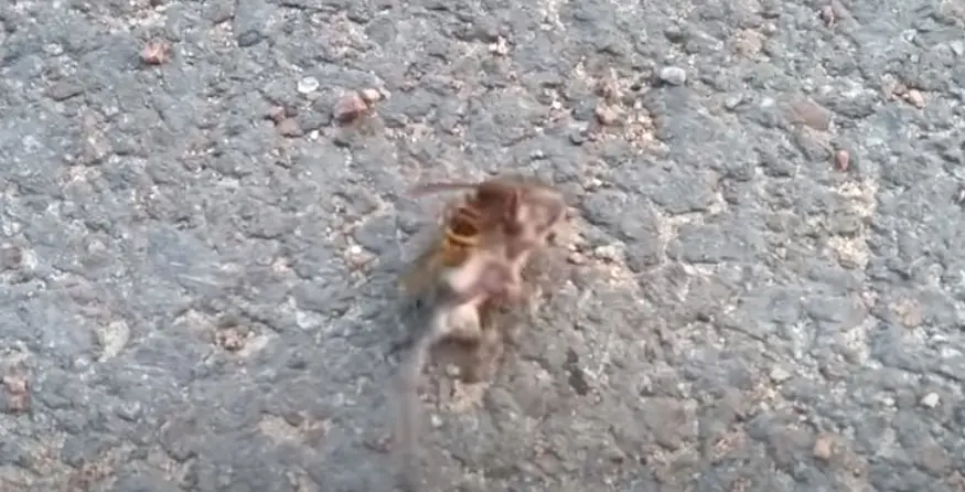 Avispón gigante mata a ratón y conmociona las redes