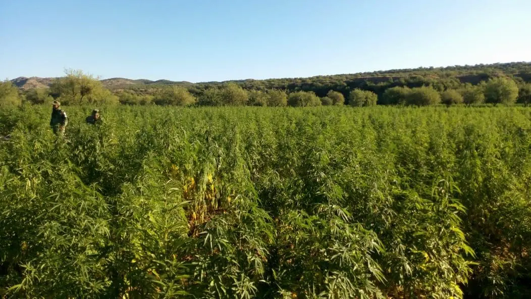 Tenía huertito con aparente marihuana