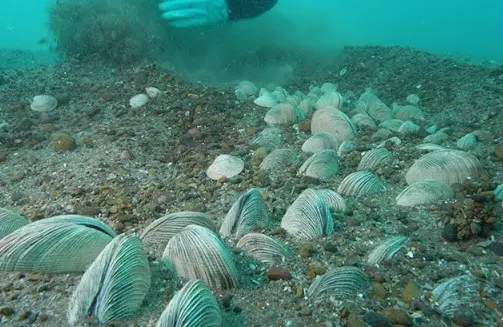 Varsovia utiliza almejas para detectar contaminación de sus aguas
