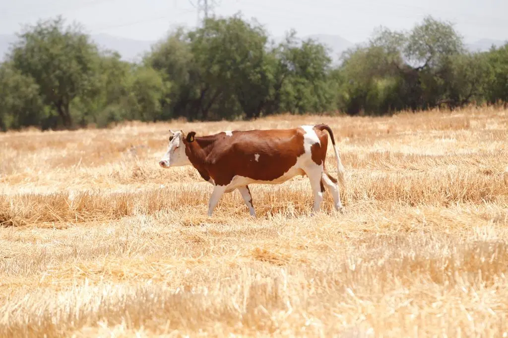 La falta de lluvias no es el único problemas que enfrentan los productos