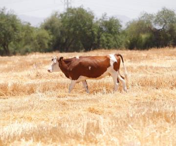 La falta de lluvias no es el único problemas que enfrentan los productos