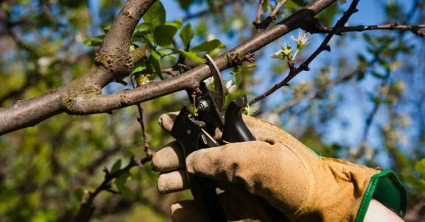 Más de 280 árboles han sido podados en vía pública y viviendas privadas