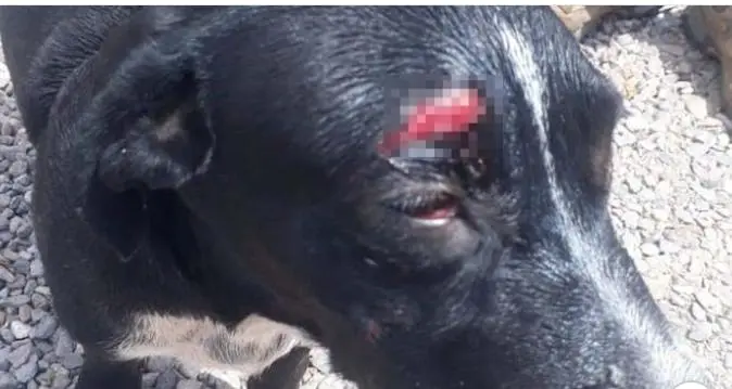 Machetean a perrito en Ejido la Victoria