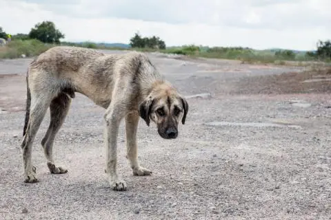 ¿Quieres ayudar a animalitos de la calle y no sabes cómo? Realizarán rifa en Navojoa para esa causa