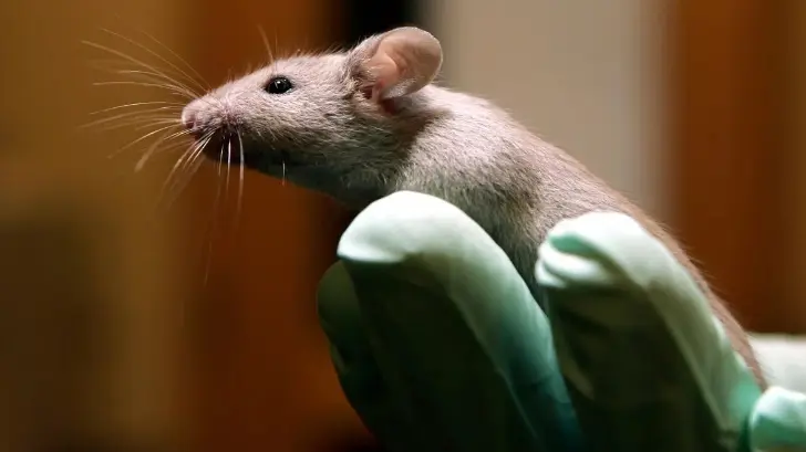 Logran neutralizar y prevenir el coronavirus en ratones