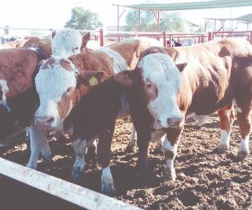 Sigue Sonora siendo líder nacional del sector agrícola