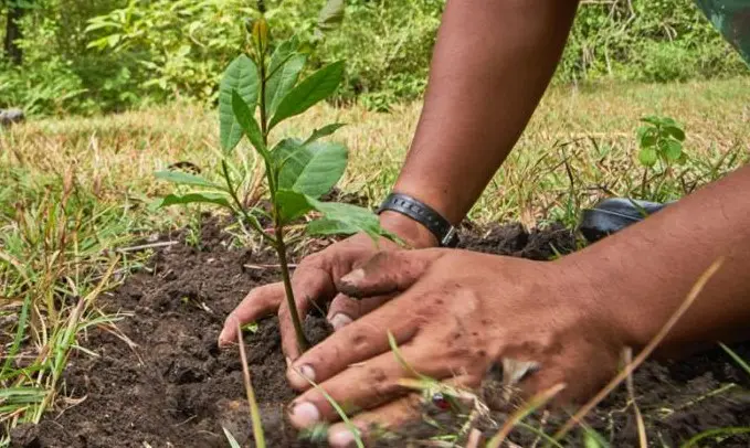Habrá mega programa de reforestación en Navojoa