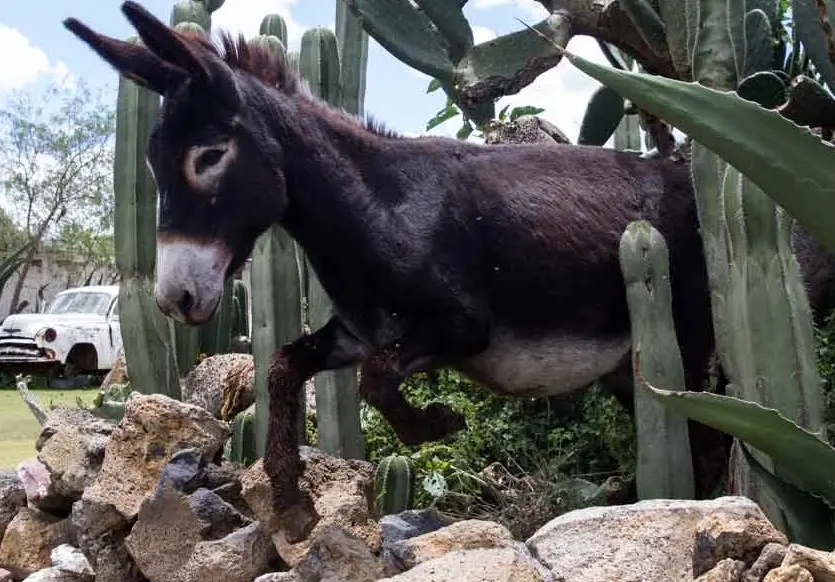 Burrolandia pone en adopción a 50 burritos