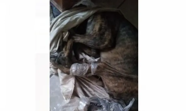 Embolsan y asesinan cruelmente a un perrito en la colonia La Cholla