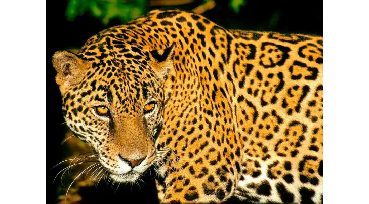 ¡Apoyemos los estudios de las especies en peligro de extinción de Sonora!