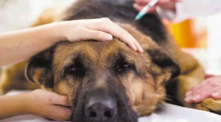 El proceso de la pérdida de una mascota puede durar hasta dos años