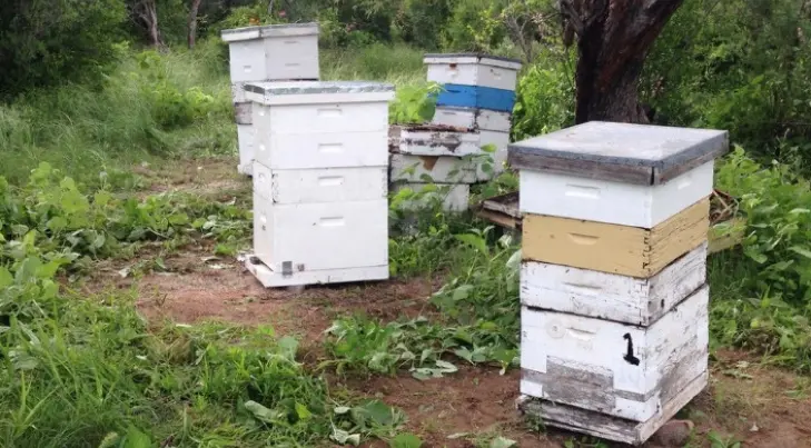 La apicultura tiene el mismo valor que las otras actividades agropecuarias: Apison