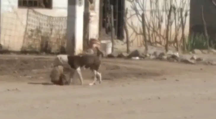 Pitbull mata a cachorro en Navojoa