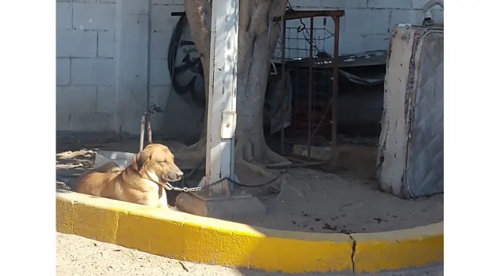 Nogalenses en Pro de los Animales pide mayor promoción del Reglamento de las mascotas
