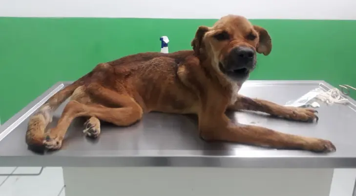 Campeón, un perrito noble y tranquilo, busca un hogar para ser feliz